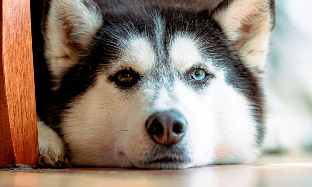 Siberian Husky Heat Exhaustion India