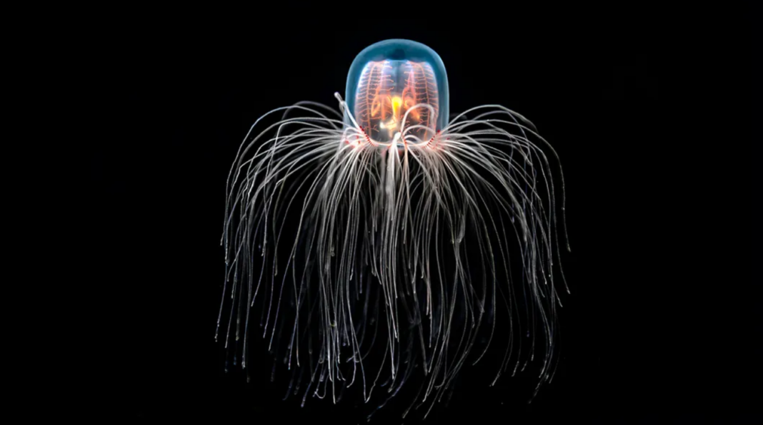 Immortal Jellyfish