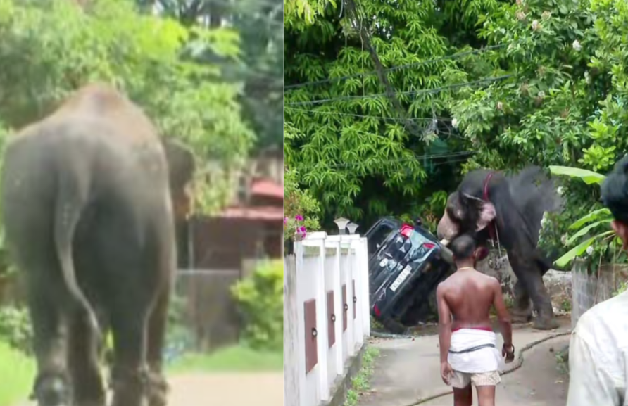 Elephant Ran Amok Thrissur