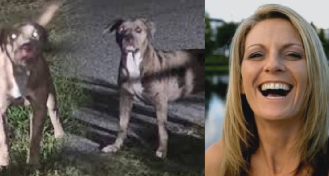 Pit Bull Attack Florida