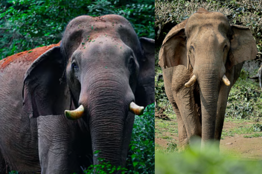 Wild Elephant Chillikomban Dead