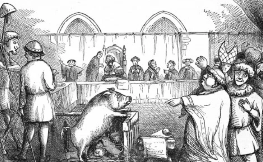 Pig on Trial
