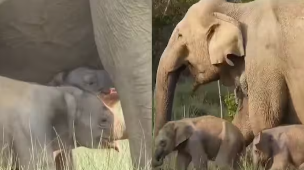 Mother Elephant with Twin Calves