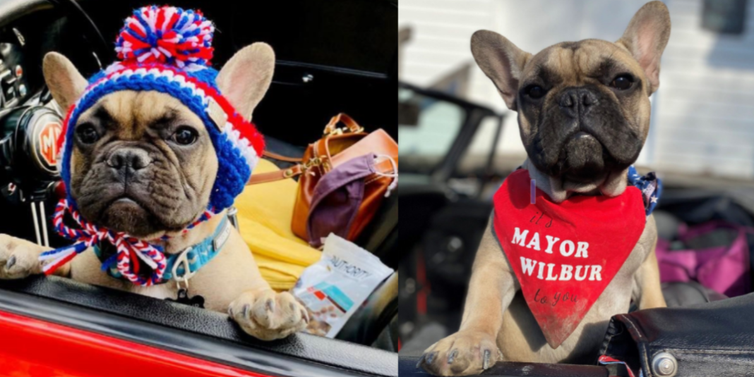 The Mayor of Rabbit Hash