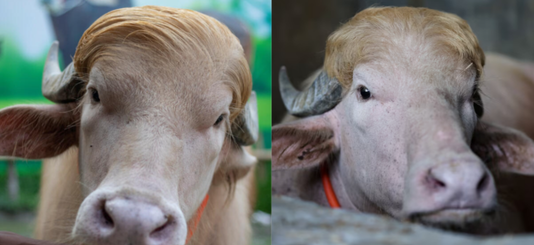 Donald Trump Buffalo Bangladesh