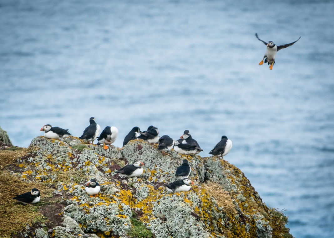 The Guano War