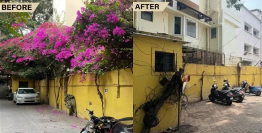 Bengaluru Tree Cutting Controversy