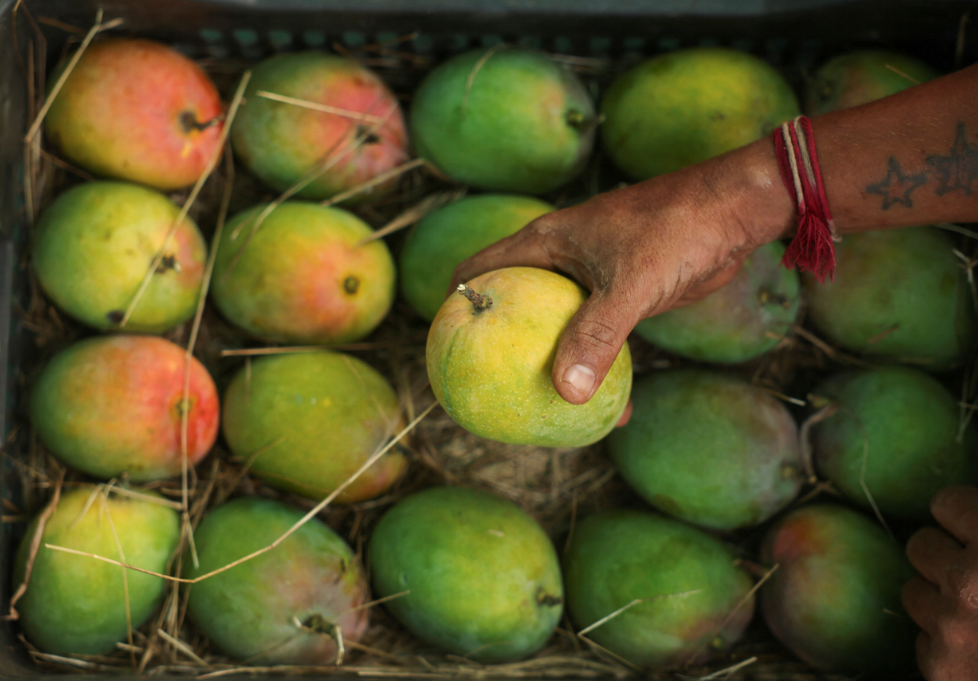 Alphonso Mango Crop Failure