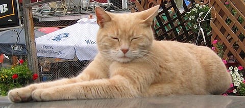 cat mayor