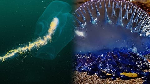 Siphonophore
