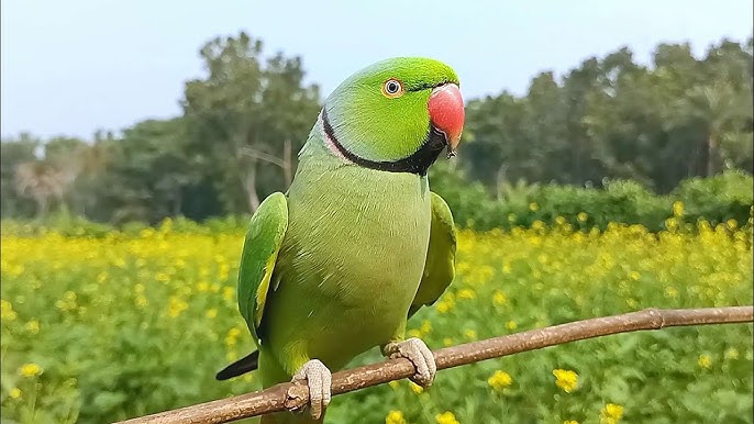 UP STF parrot smuggling Gorakhpur