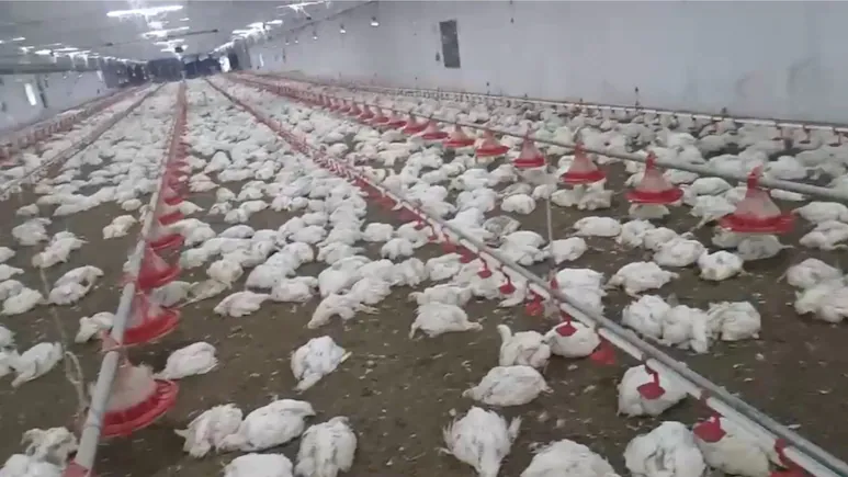 Odisha poultry farm chickens die
