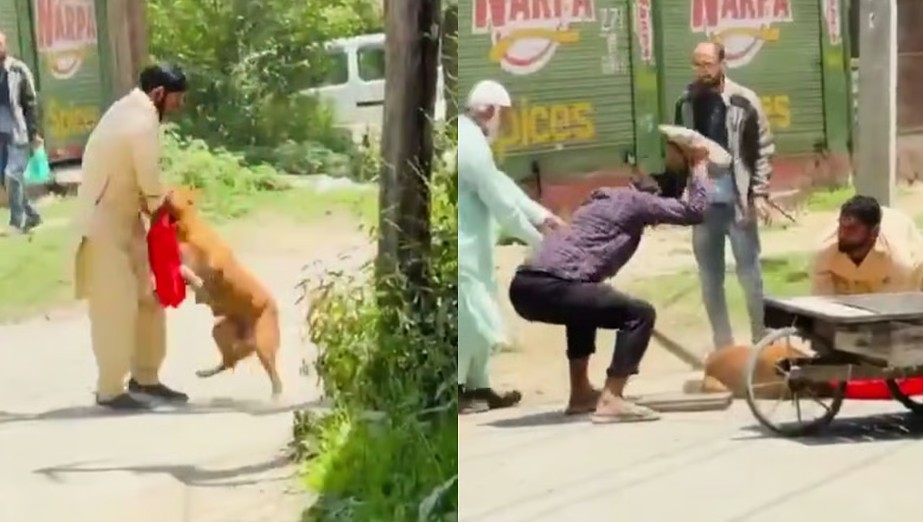 Kashmir Stray Dog Beaten to Death