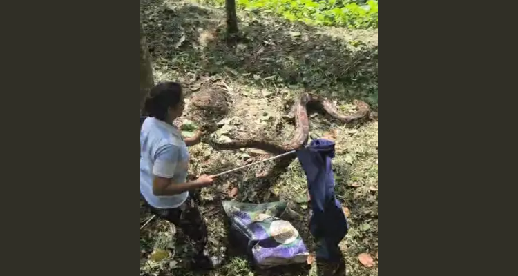 13 feet Python caught Vithura Nedumangad