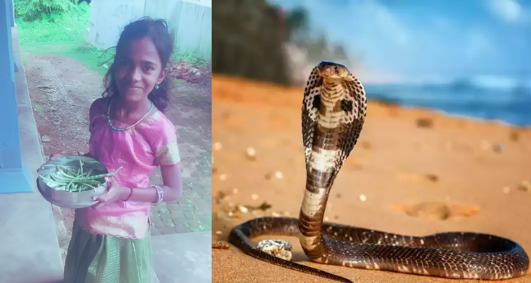 Nemmara snake bite death