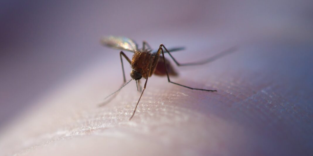 West Nile Fever Alappuzha