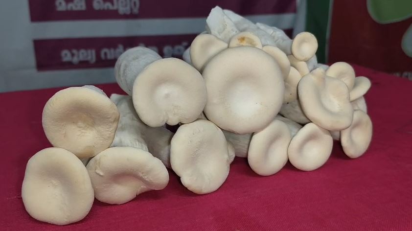 Macrocybe crassa farming Kerala