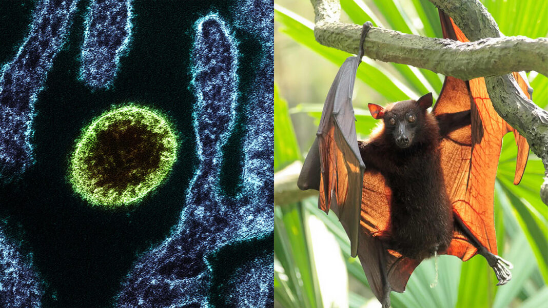 Nipah virus suspected case Kozhikode isolation