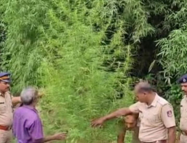 Wayanad Excise Seizes Cannabis Plant