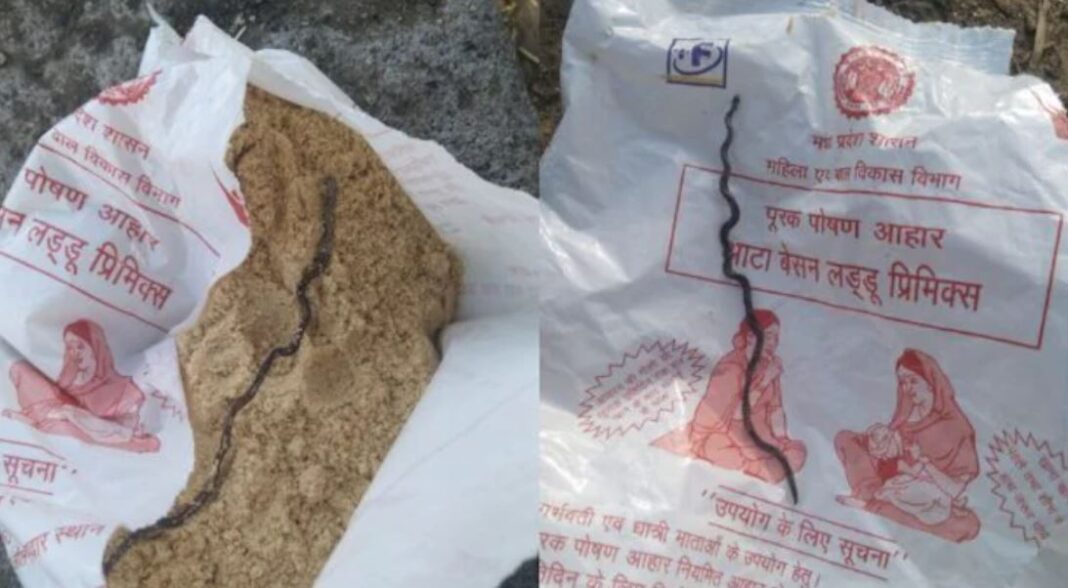 Dead Snake Found In Anganwadi Food Packet