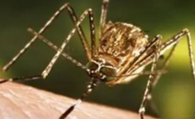 West Nile Fever