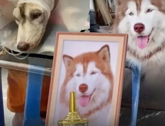 Siberian Husky Molly