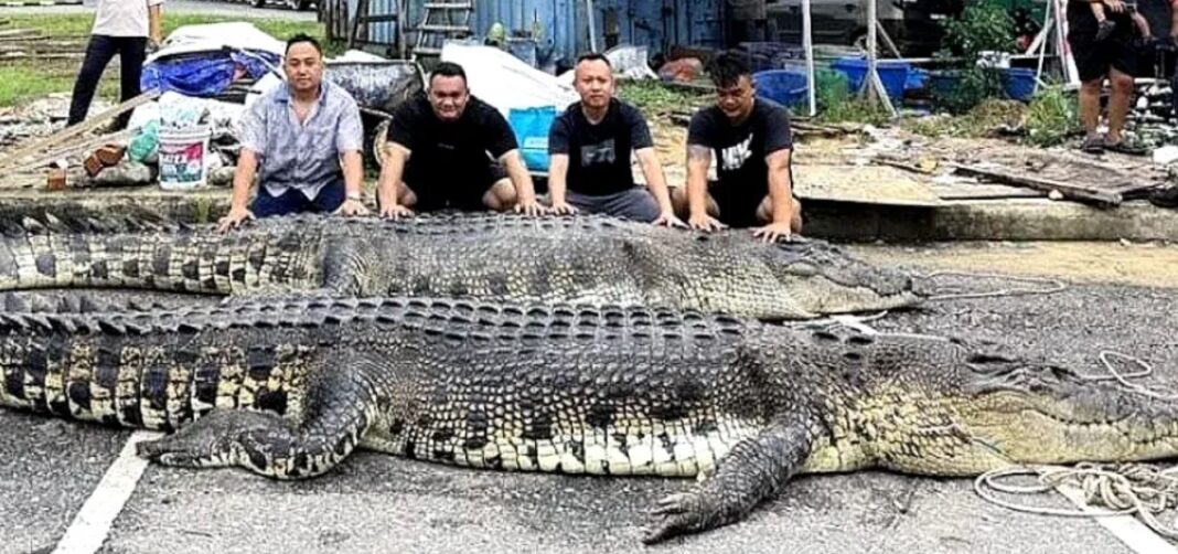 Giant Crocodiles Captured