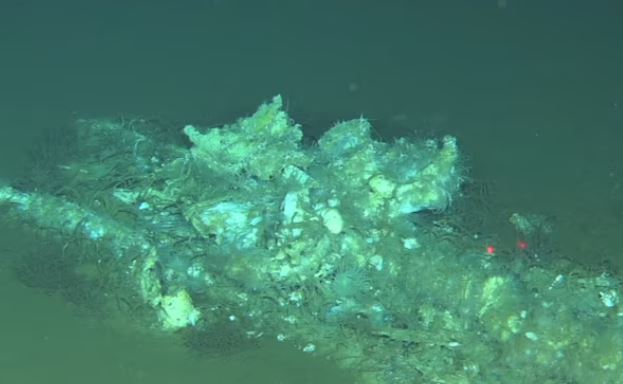 Deepest Whale Graveyard