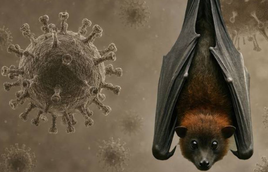 Kozhikode Nipah Virus