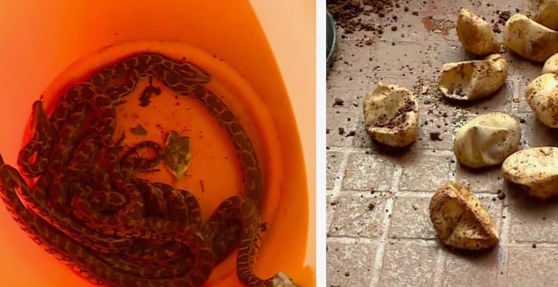 Thrissur family finds 20 python hatchlings