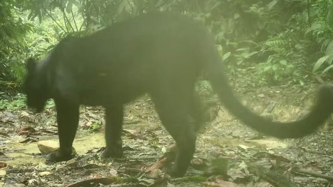 Rare black panther sighted