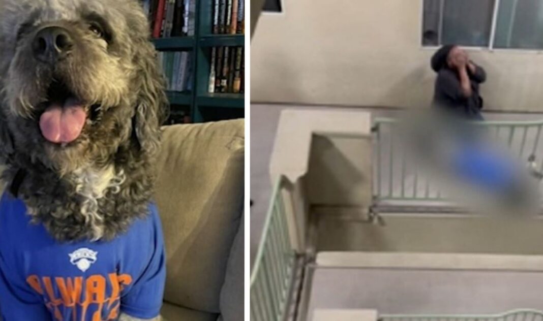 Los Angeles Police Shot And Killed A Family Dog