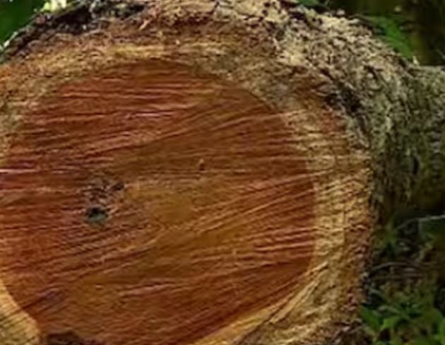  Muttil tree felling case