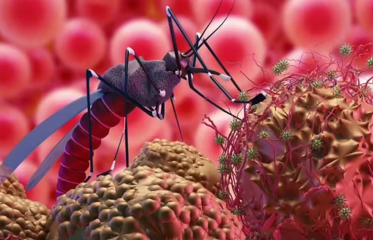  Malaria Confirmed In Kozhikode