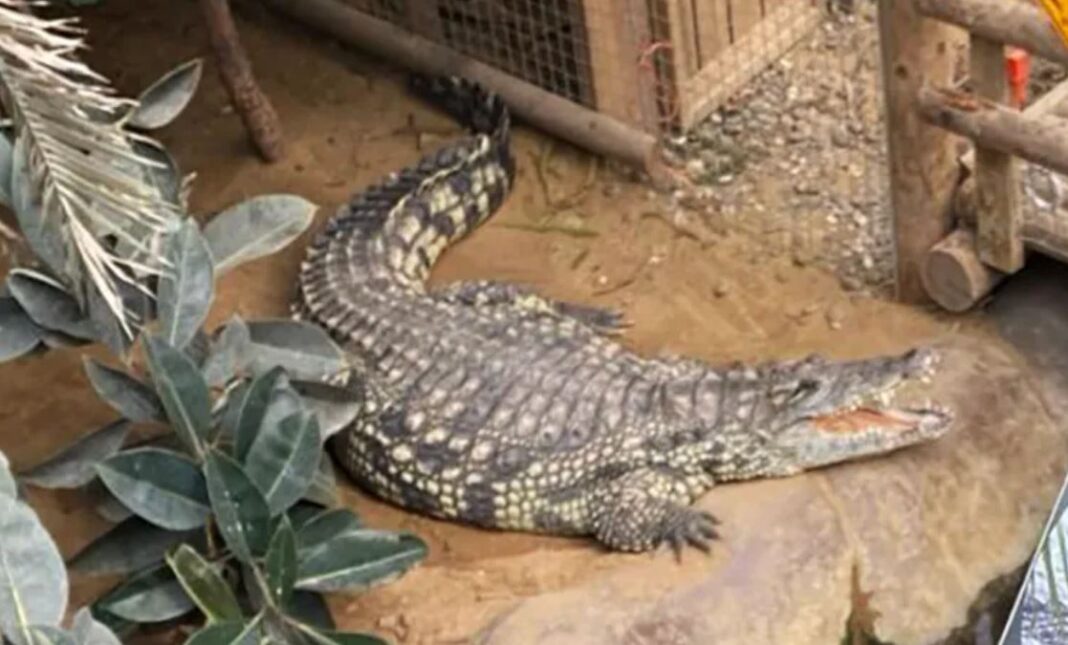 Three Year Old Boy Injured in Zoo