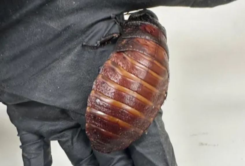 Exotic cockroaches