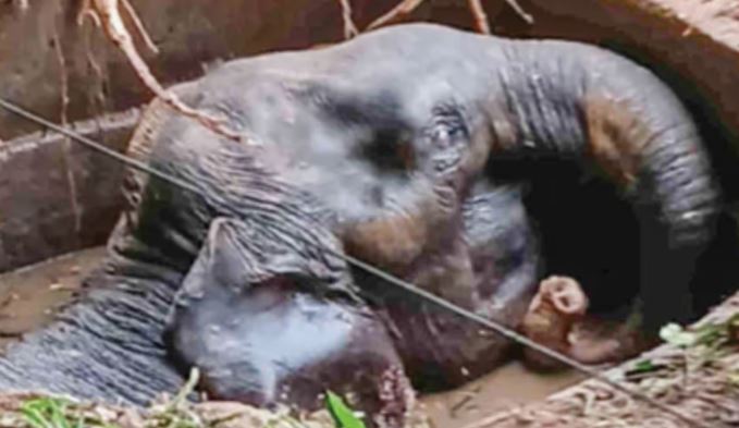 Wild Elephant rescue