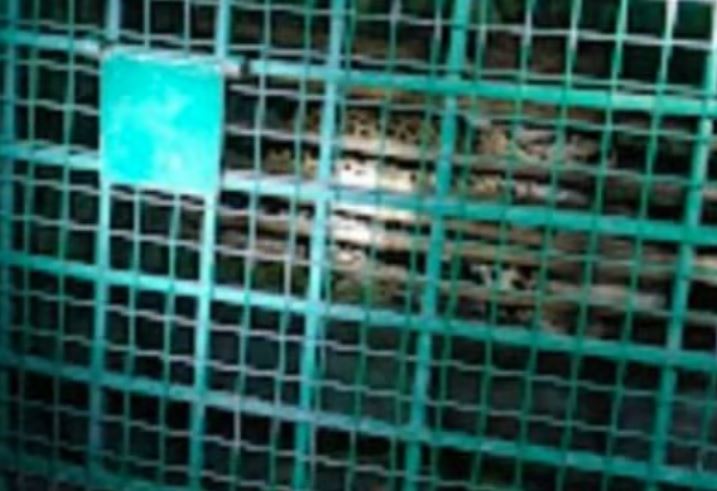 Leopard in trap