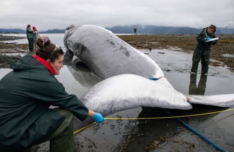 Pregnant Fin Whale Found Dead