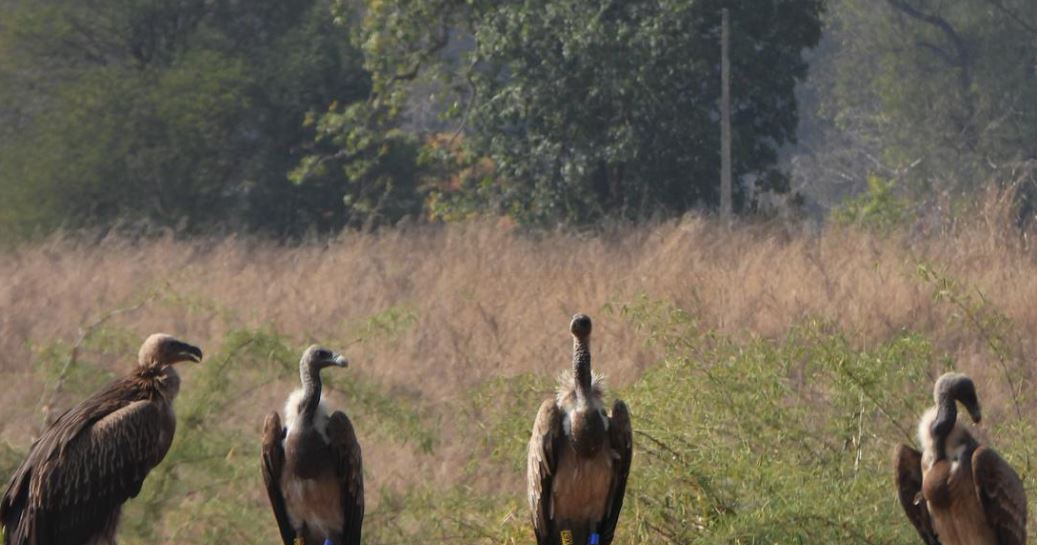 Captive Bred Vulture