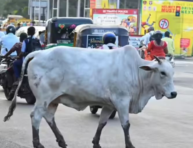 BJP Councillor