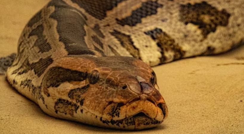 Secret Python Breeding