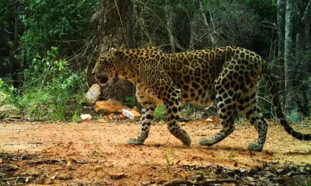 Aluva leopard scare