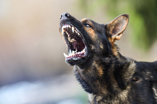 Kayamkulam stray dog attack Pathiyoor