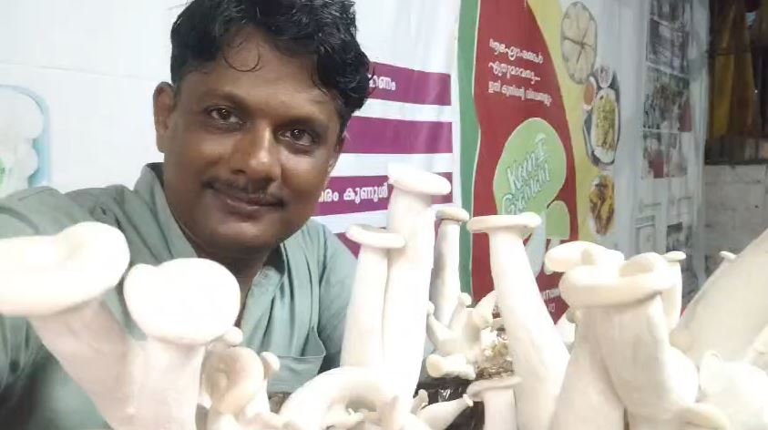 Macrocybe crassa farming Kerala