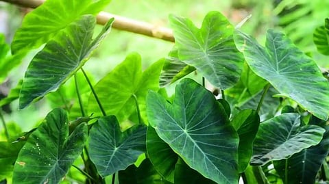 Colocasia Leaves Nutritional Benefits