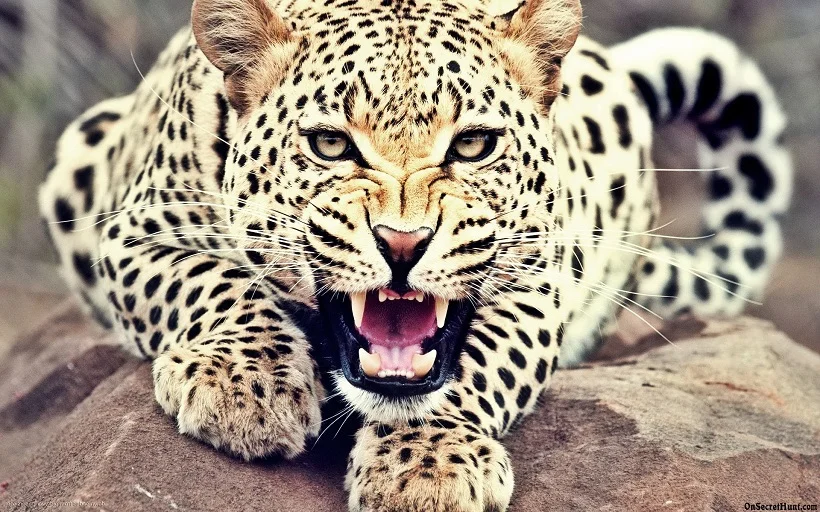 Wayanad Pozhuthana leopard attack