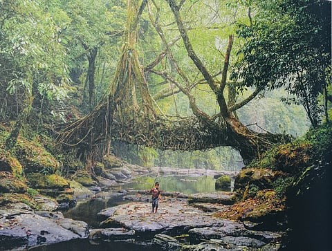 Living Root Bridges in Meghalaya