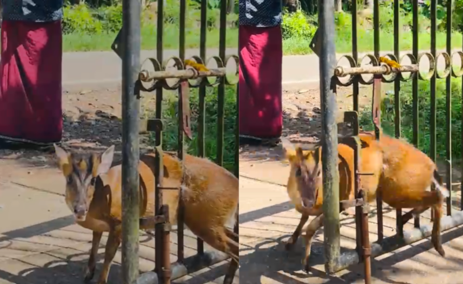Wild Goat Rescued Malappuram