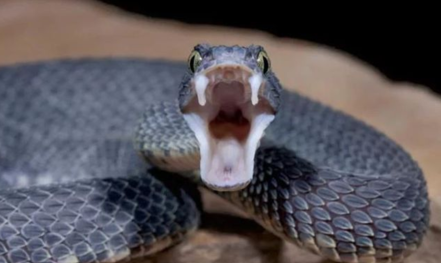 snake bite